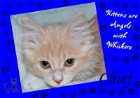 /album/specialty-item-samples/pet-wallet-jpg1/